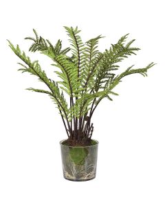 Green Tree Fern with Moss in Pot