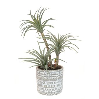 Airplant In Patterned Pot